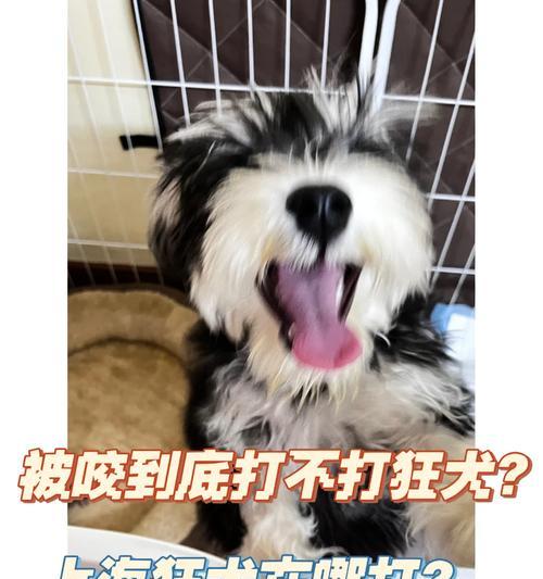 狗狗喜欢玩具打闹，你知道给它们准备什么吗？（寻找适合狗狗打闹的玩具，关键在于了解它们的特点）