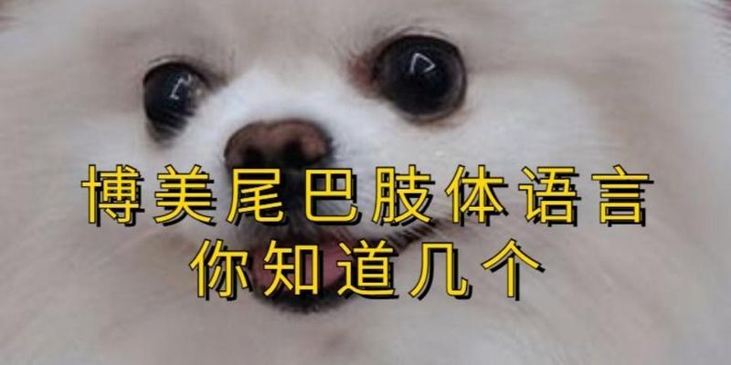 博美幼犬为什么会咬自己的尾巴？（探究博美幼犬咬尾巴行为的原因和解决方法）