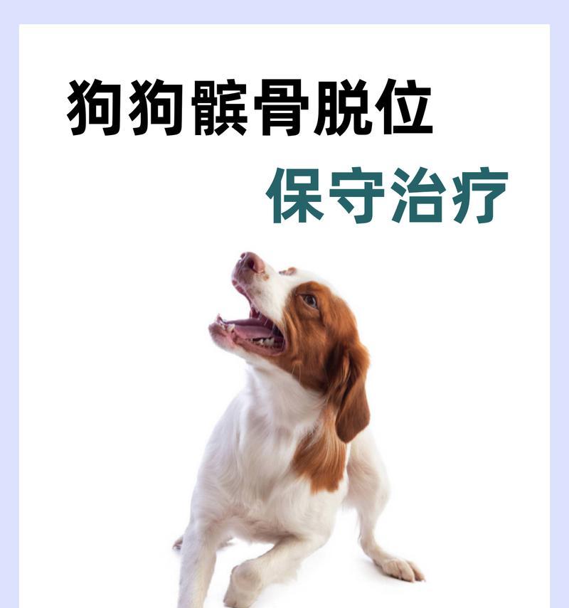 小狗生病了吃什么好？（为你的宠物提供正确的食物是关键！）