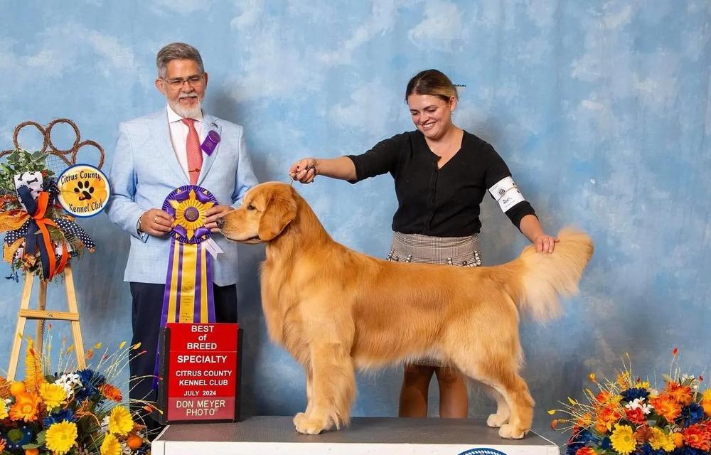 金毛犬比赛中的优势与技巧（揭秘金毛犬比赛的背后秘密，为您的宠物获得冠军之路指点迷津）