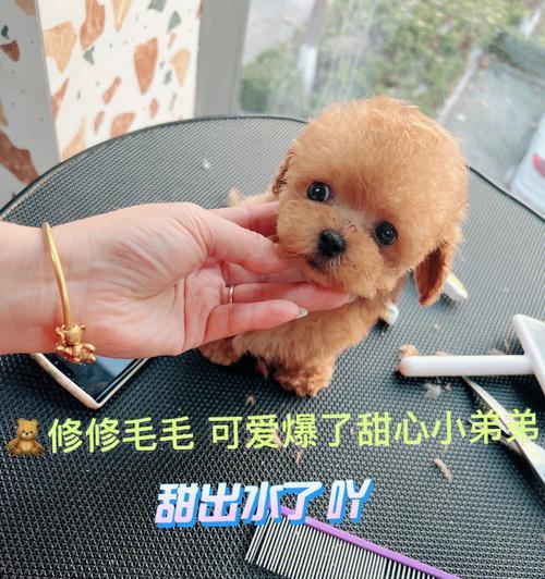 微小公泰迪（探索微小公泰迪为何会长一个蛋的原因及意义）