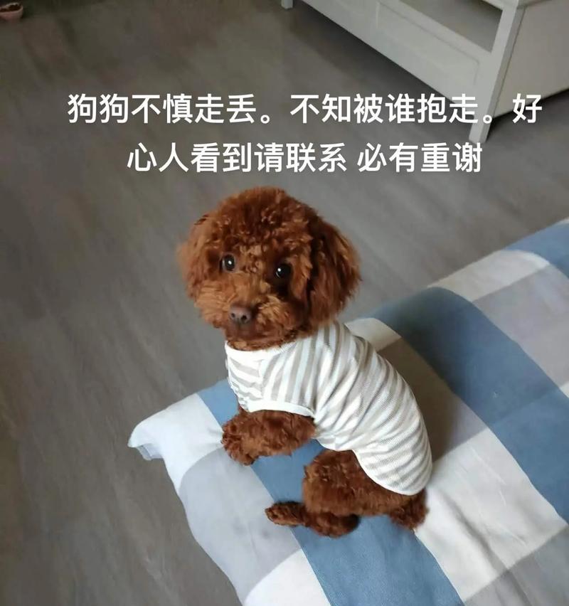 迷人汤圆（探索柴犬的特点和魅力，共同追寻汤圆的故事）