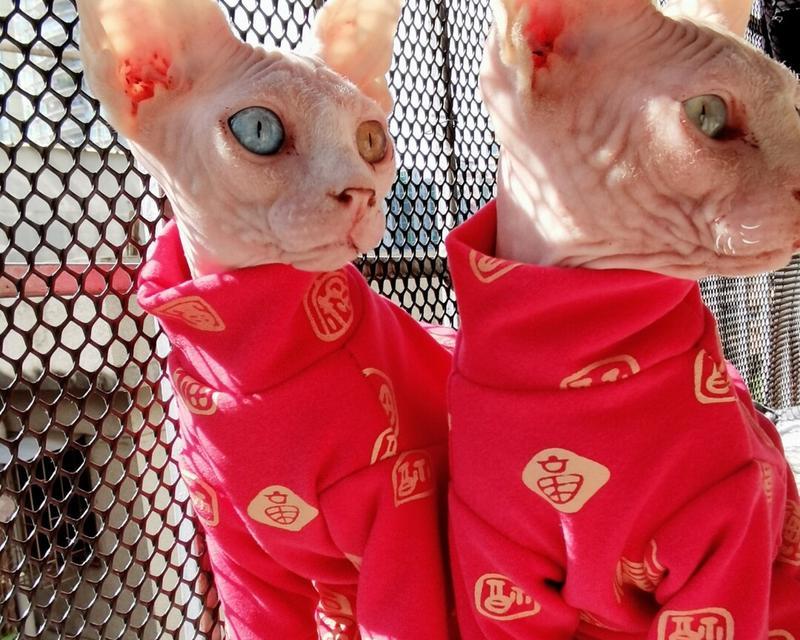 猫咪心爱的红色世界（揭开猫咪为何钟爱红色的神秘面纱）
