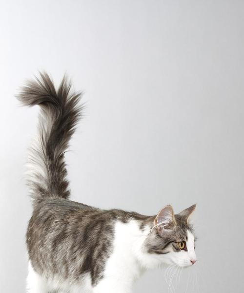 探秘短尾巴猫的神秘品种（了解这个古老品种的特点和起源）