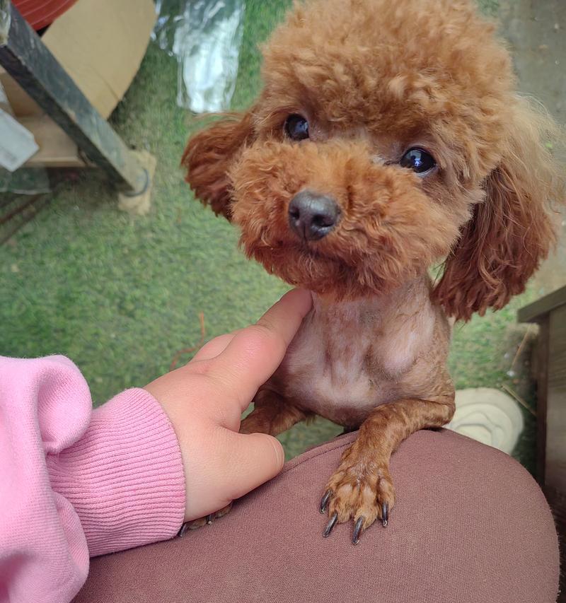 泰迪犬为什么那么粘人（探究泰迪犬情感依赖的原因和特点）