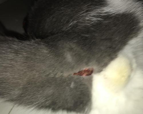 公猫屁股流血的原因与处理方法（解析公猫屁股流血的常见原因及应对措施）