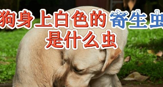 狗体外寄生虫的危害与防治方法（了解狗体外寄生虫对犬只健康的威胁，有效预防至关重要）