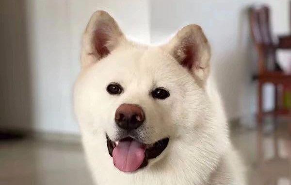 川东犬毛色选择指南（以什么为主的川东犬毛色好？）