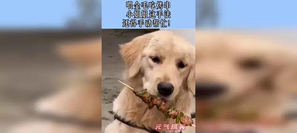 金毛的饮食指南（金毛营养均衡的饮食计划与禁忌）