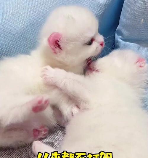 猫之争