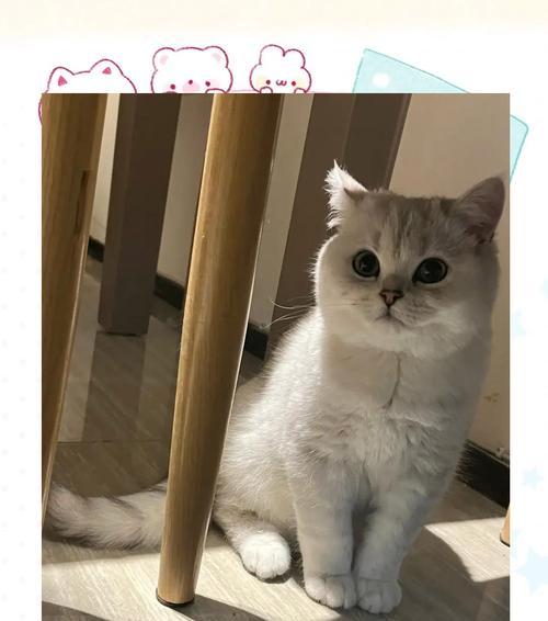 猫咪早上舔人的原因及意义（探寻猫咪舔人行为的奥秘）