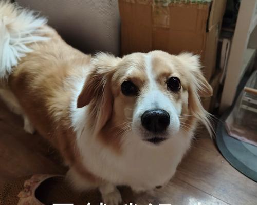 狗吐是什么原因导致的？（探索狗吐的原因及解决办法）