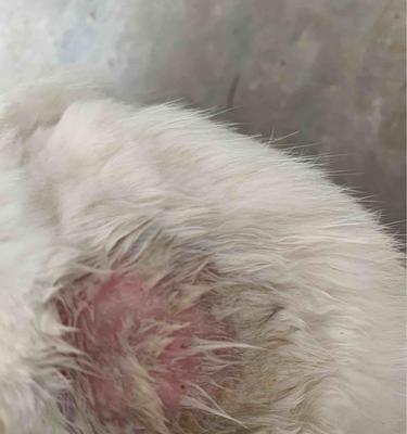 兔子常见疾病及预防方法（了解兔子的常见病，保护它们的健康）