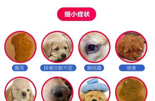 细小治疗方法及药物推荐（探讨幼犬细小感染的症状、治疗和预防）