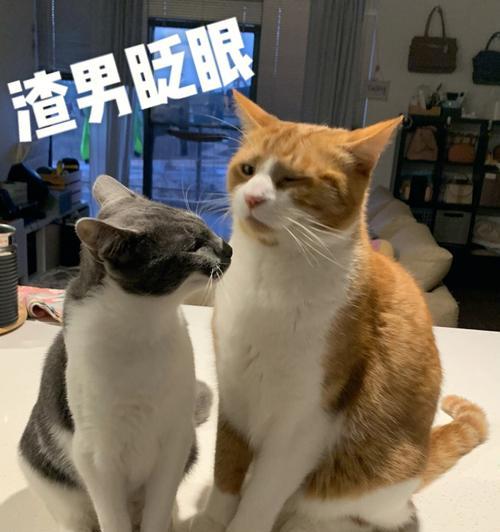 公猫走出山林的重要性（公猫的角色和影响力在山林中的演变）