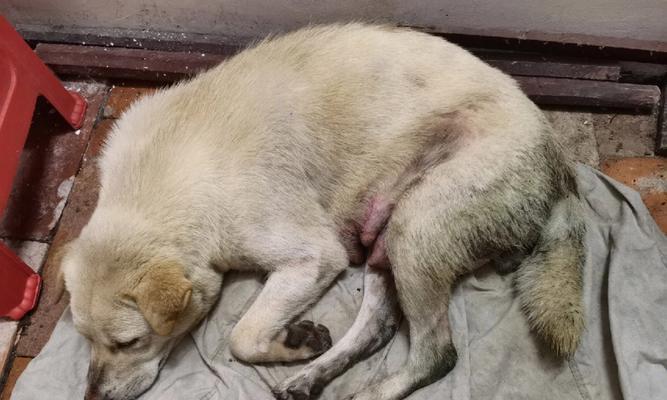 以怀狗胎的注意事项（如何保证幼犬健康成长）