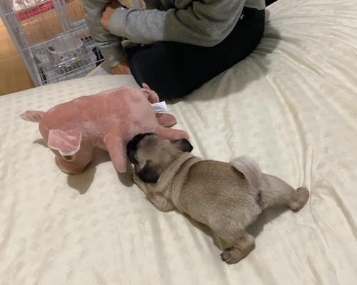 狗狗适合吃幼犬粮的时间和注意事项（宠物狗吃幼犬粮的关键期和健康要求）