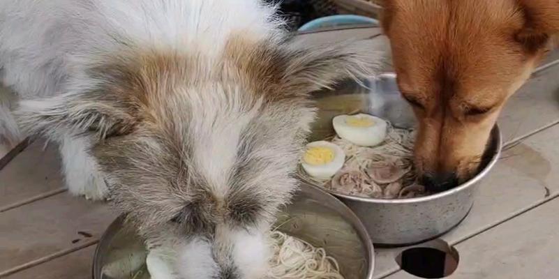 狗狗为什么吃完饭就打嗝？（探究狗狗吃完饭打嗝的原因及解决方法）