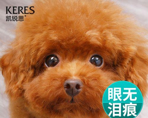 泰迪享用奶糕的幸福时刻（纯天然奶糕，给泰迪最棒的味蕾享受）