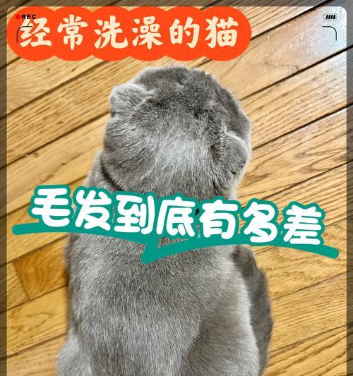 给猫洗澡的替代方法（让你的猫宝宝保持清洁的创新方式）