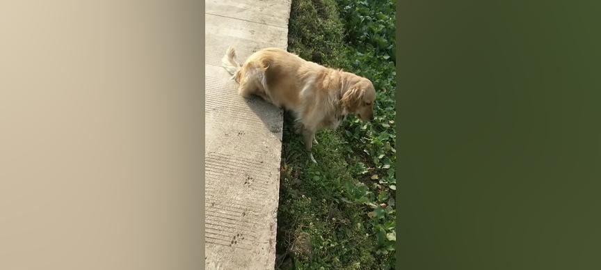 狗狗为什么会吃青草？（探究狗狗吃青草的原因及可能的健康影响）