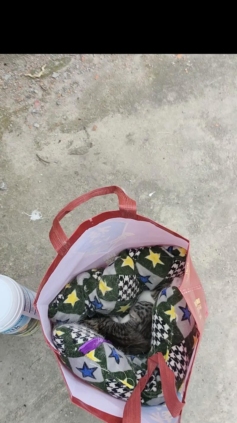 小猫未睁眼前的饮食需求（关爱无声，早期营养关键）