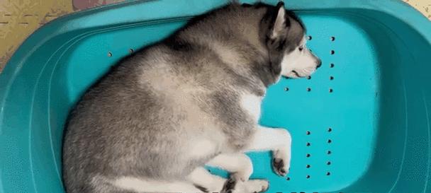 如何给哈士奇幼犬洗澡？（选择适合的洗澡用品，让你的宠物幼犬焕然一新）