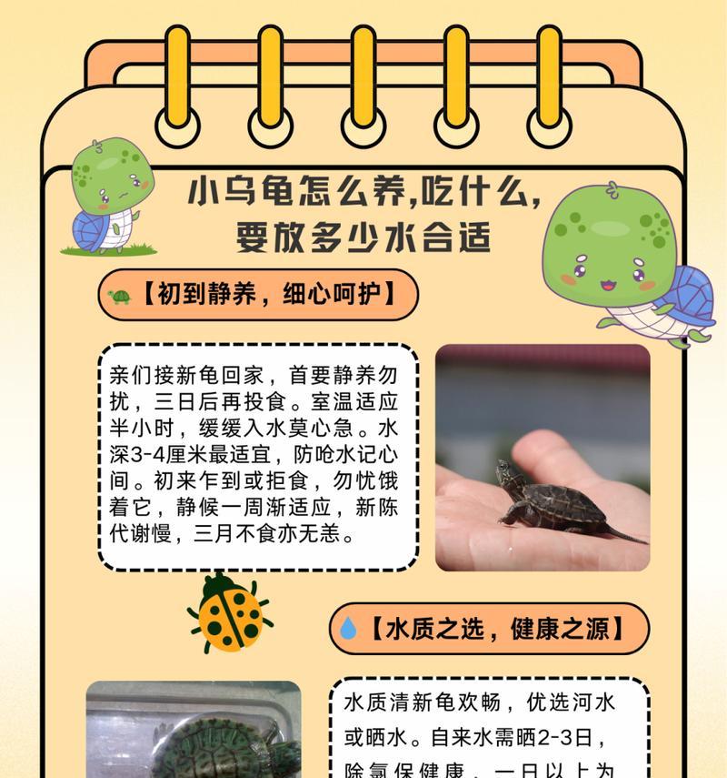 乌龟的饮食习性与营养需求（探秘乌龟的美食世界）