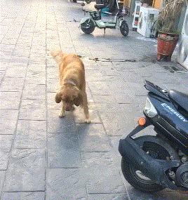 狗狗麻药过量的症状及应对方法（了解狗狗麻药过量的迹象与救援措施）
