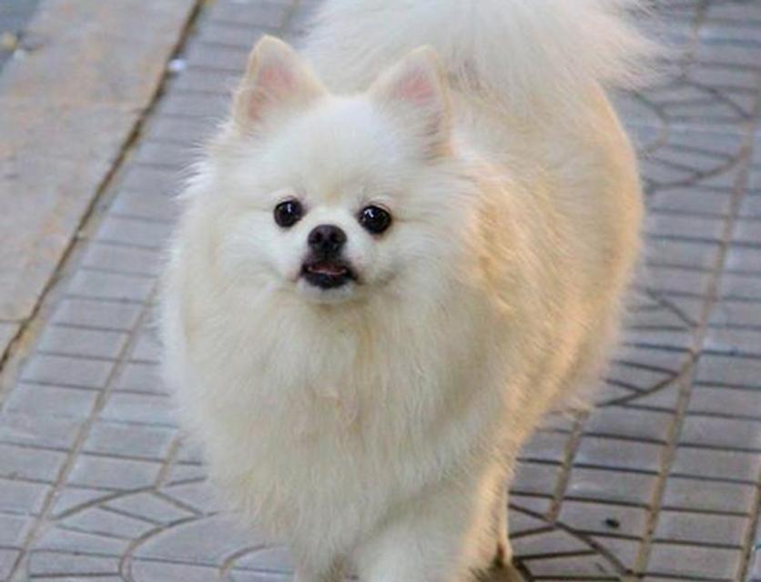 炫彩博美犬（以颜色为主题，揭开博美犬的多彩世界）