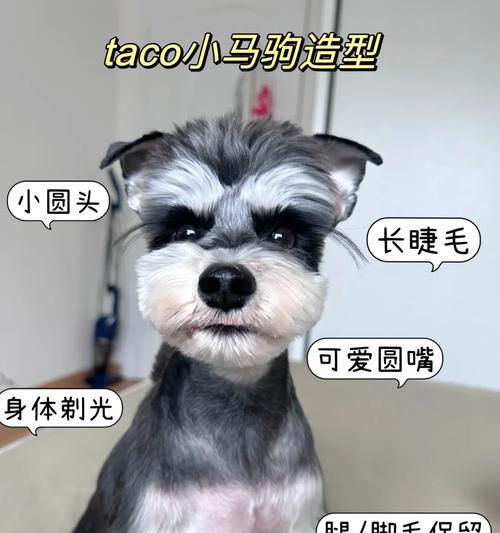 雪纳瑞美容睫毛的神器——什么工具最适合（揭秘雪纳瑞用来打造漂亮睫毛的必备工具及使用技巧）