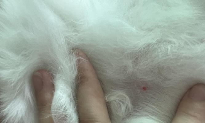 猫咪奶头硬涨的原因及处理方法（猫咪奶头硬涨的原因与护理技巧）