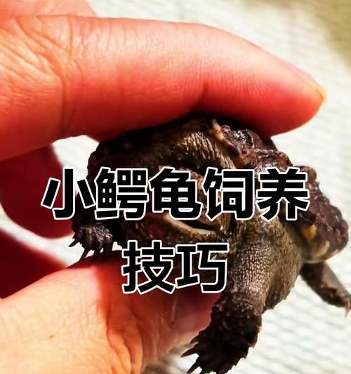 鳄龟的最爱（揭秘鳄龟的最爱食物及其养护之道）