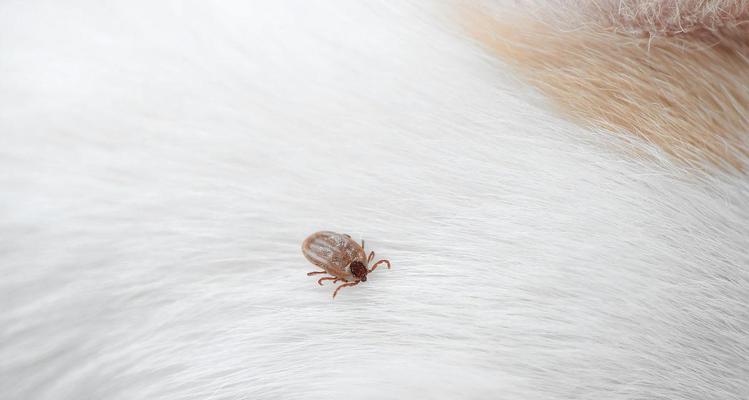 狗长蜱虫（保护爱宠，让它远离蜱虫的危害）