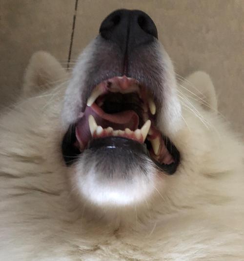 萨摩犬的排便习惯及正常便便特征（了解萨摩犬的便便习惯和健康状况，助你更好地照顾你的爱宠）