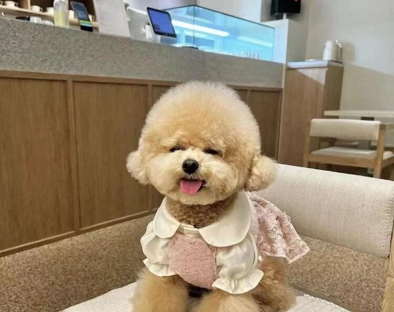 母贵宾犬的名字选择（为你的母贵宾犬寻找一个合适的名字）