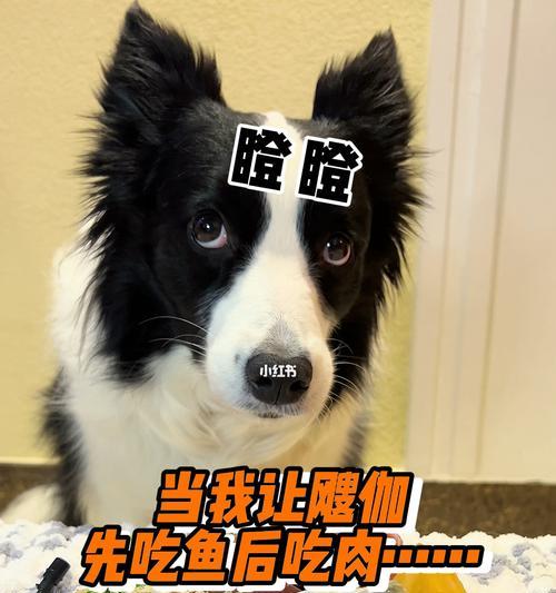 2个月大的边牧的饮食需求（满足健康成长的关键是什么？）