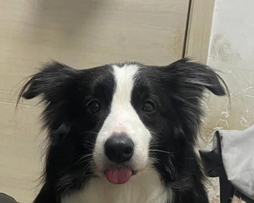 以德牧幼犬舌头上有黑色？原因可能是...（了解以德牧幼犬舌头上黑色的可能原因及解决方法！）