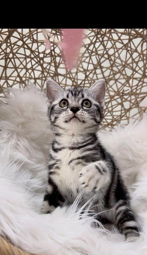 美国短毛猫的变短毛进化之谜（探寻美国短毛猫变短毛的时间节点与原因）
