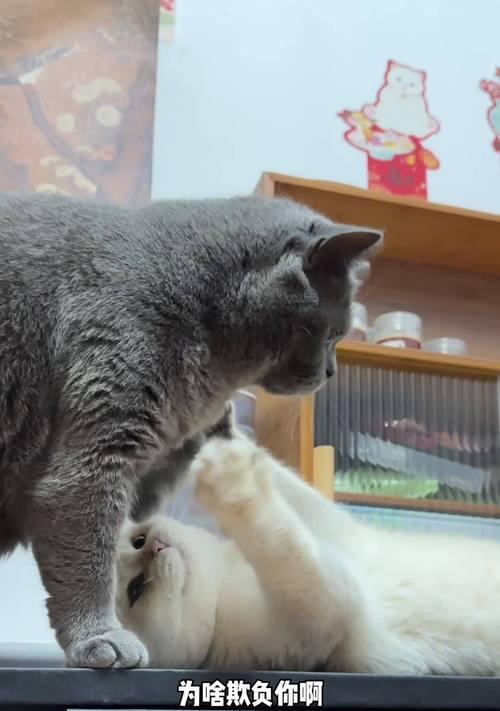 小猫肚子上长什么原因？（解析小猫肚子上长物的常见原因）