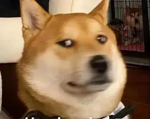 狗的特征与象征意义（你是狗吗？探索狗作为人类的代表动物的意义与特征）