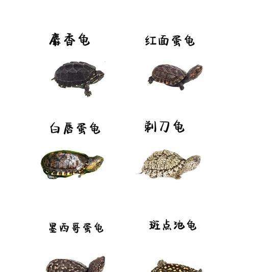 麝香龟的珍贵价值与保护意义（探索麝香龟在生态和医药领域的用途及其保护措施）