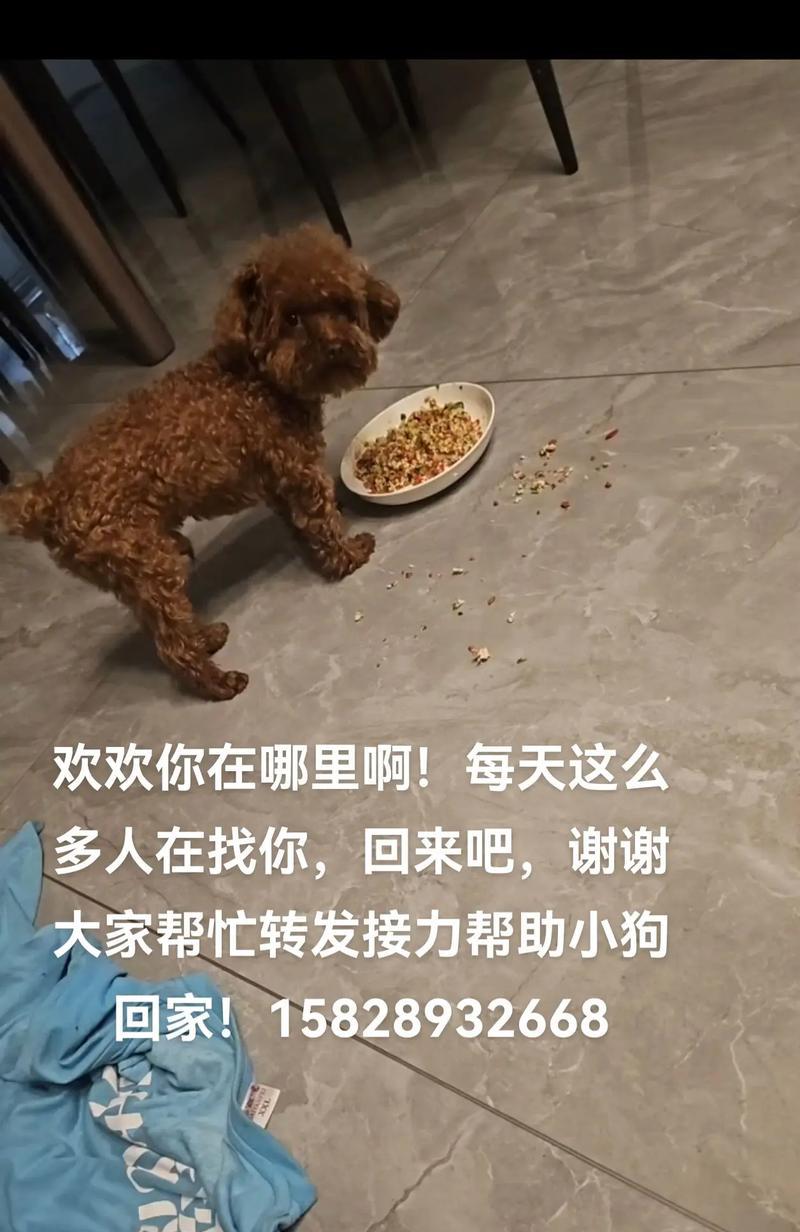 为什么狗狗会跟着别人跑？（探究狗狗追随他人行为的原因及心理动机）