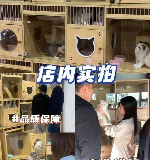 实体店购买狗的注意事项（如何在实体店购买狗？-了解购买前的必备知识）