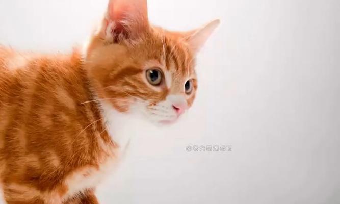 为什么猫会挠主人？（探究猫咪挠主人的原因及解决方法）