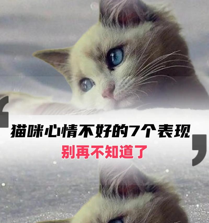 猫为何会打主人？（探究猫咪攻击主人的原因）
