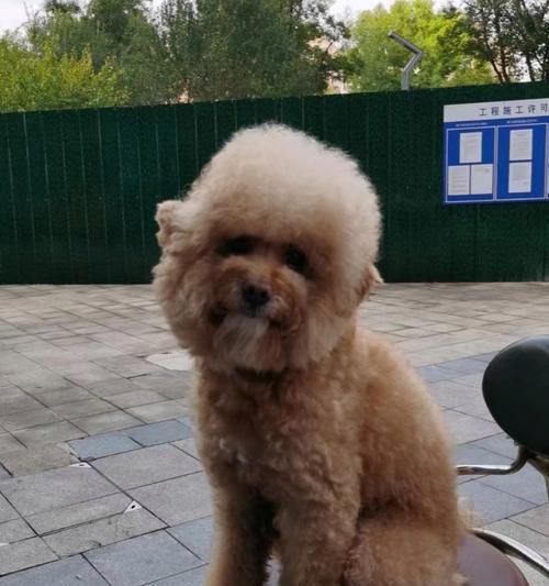 狗狗抽搐的症状及处理方法（了解狗狗抽搐症状，保护爱宠健康）