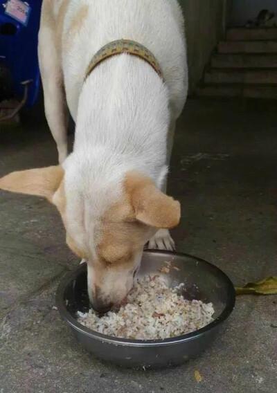 饭桌上的诱惑（一只忠诚的伙伴的胃为何如此敏感？）