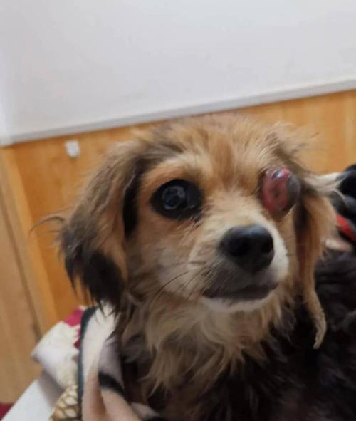 狗狗突眼的原因与治疗方法（探索狗狗突眼的成因和保健方法）