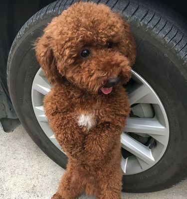 以出租房养犬，何种犬最适合？（细数适合出租房的犬种，为您带来愉悦生活）